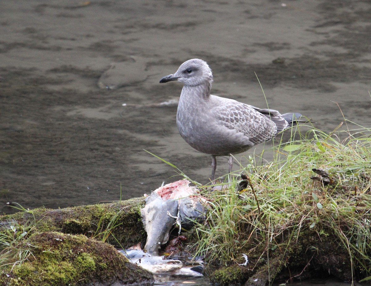 Iceland Gull (Thayer's) - ML576323941