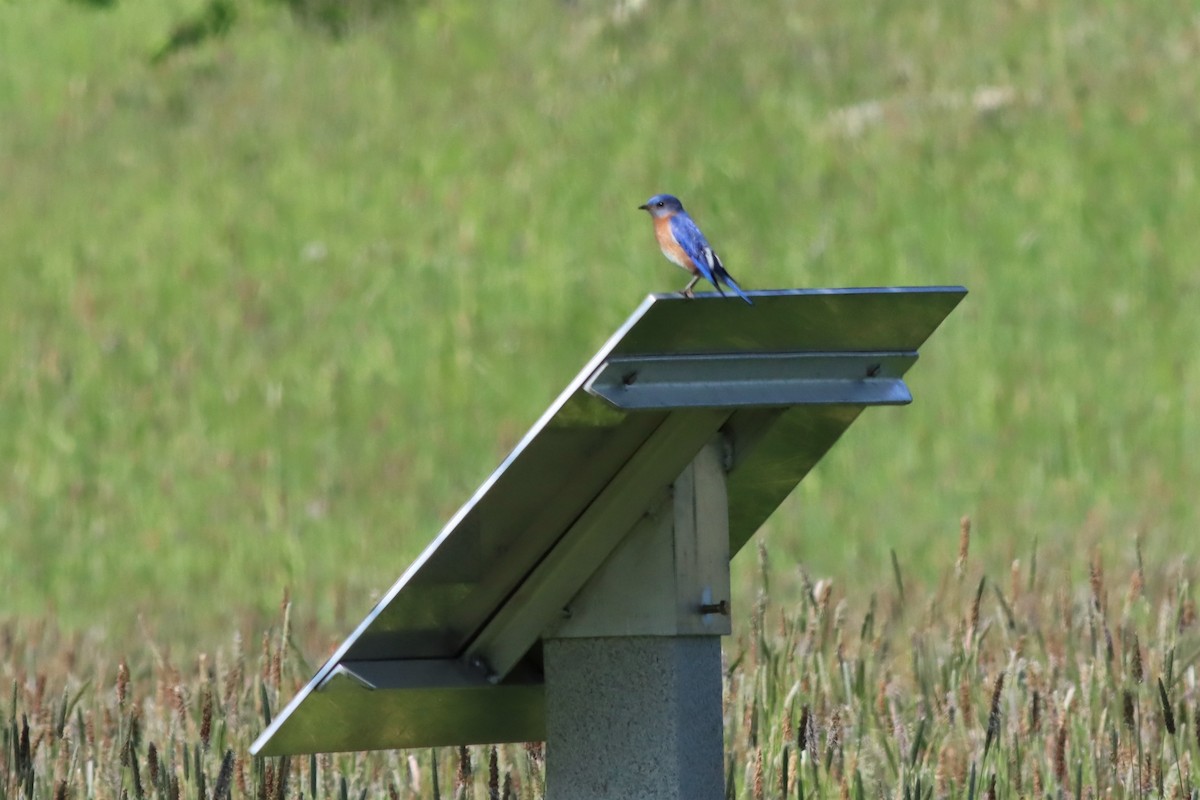 Eastern Bluebird - ML576324201