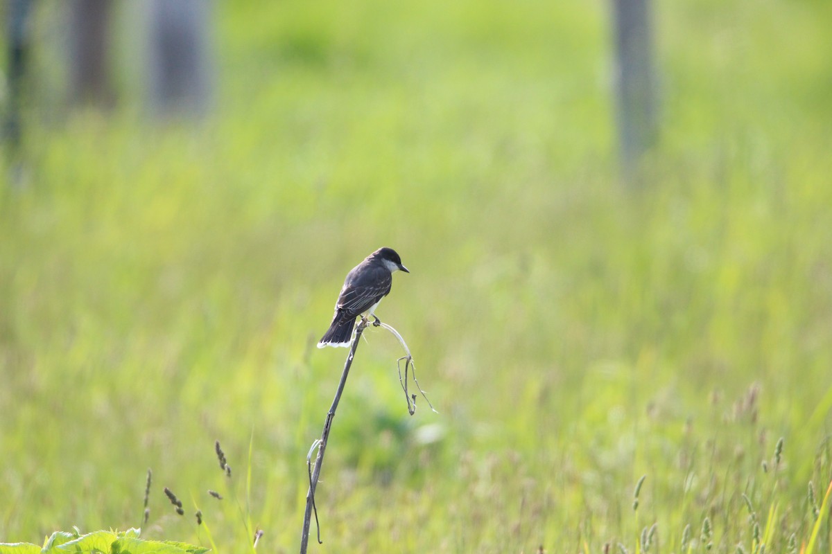 Eastern Kingbird - ML576324221