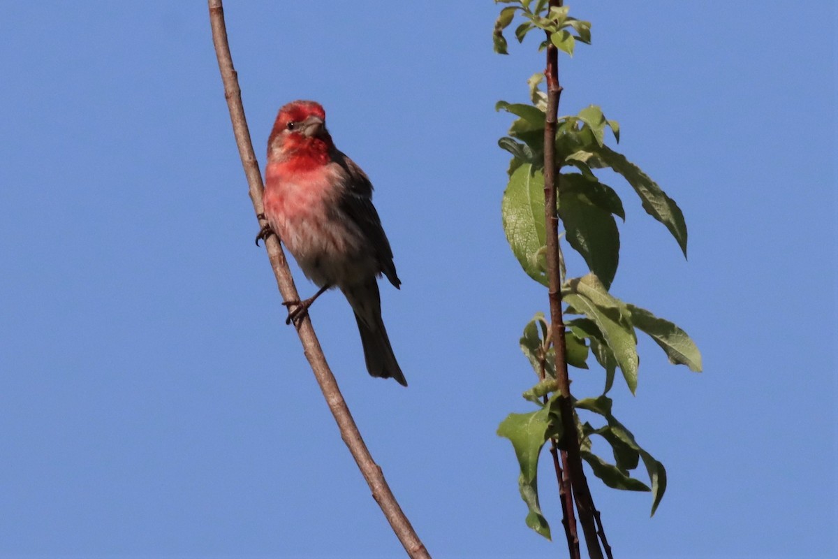 House Finch - ML576324371