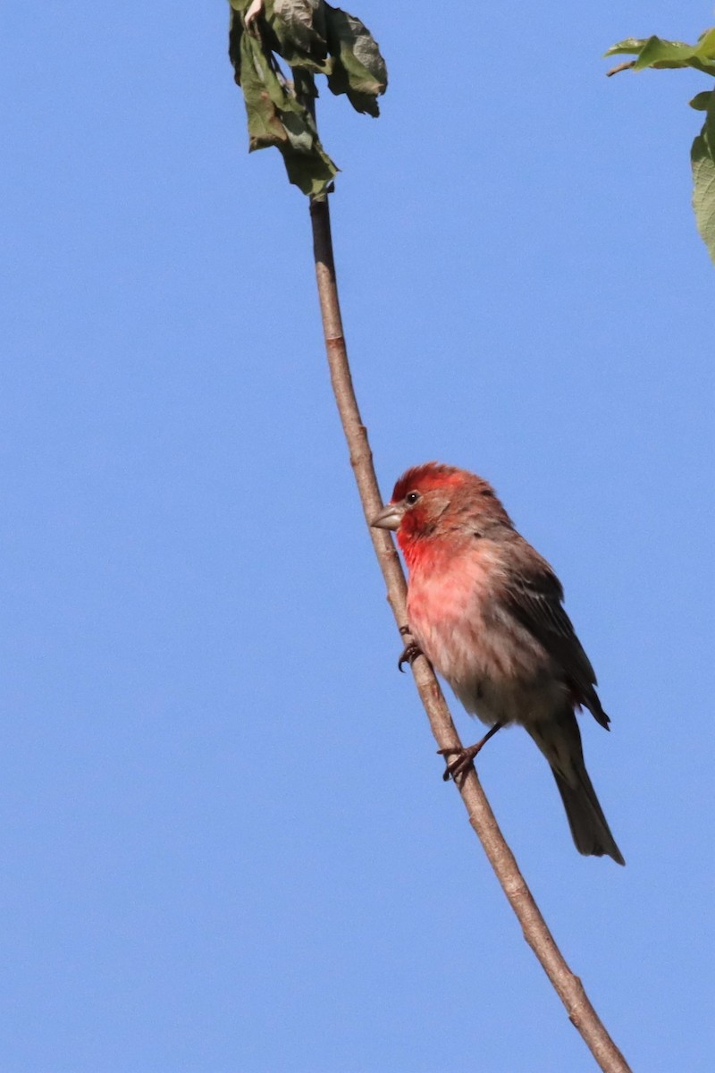 House Finch - ML576324381