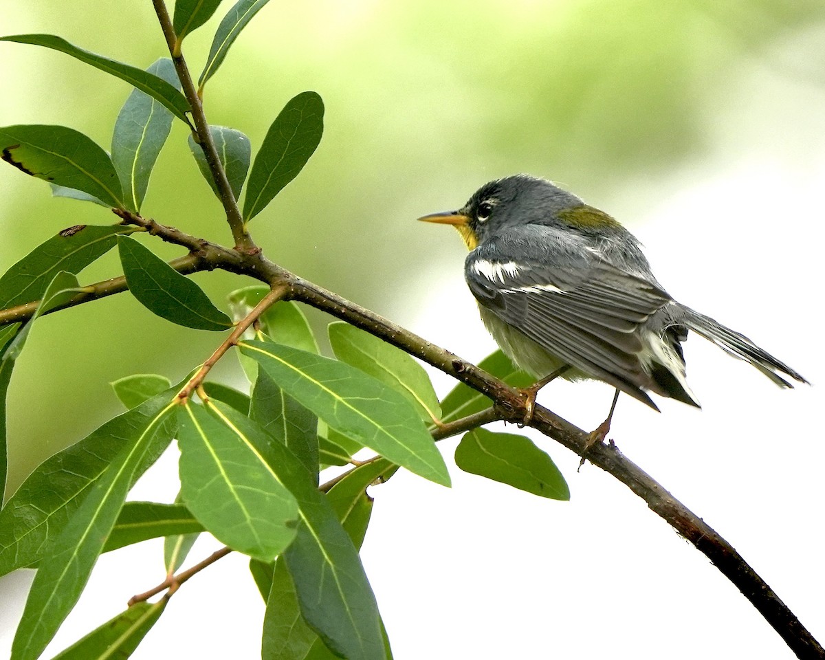 Northern Parula - ML576324811