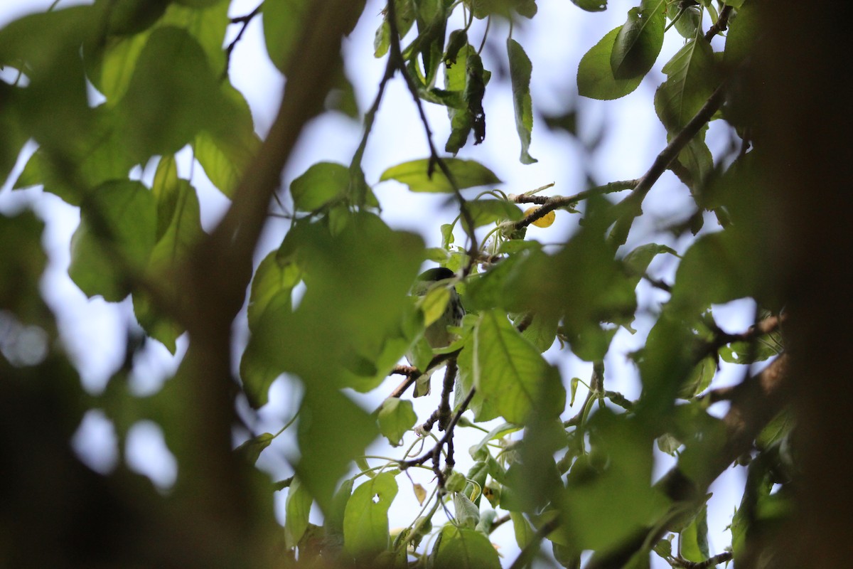 Blackpoll Warbler - ML576324911