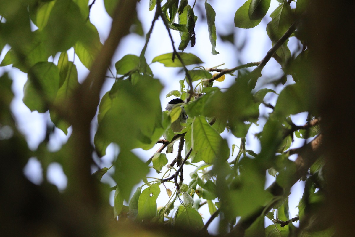 Blackpoll Warbler - ML576325131