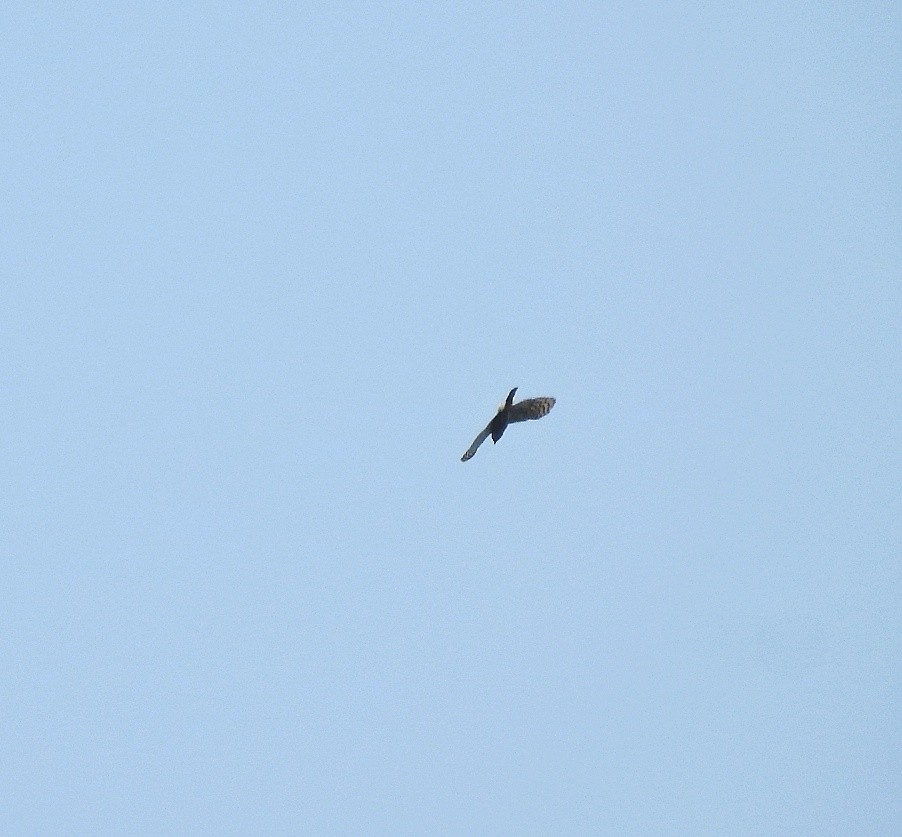 Crested Goshawk - ML576325461