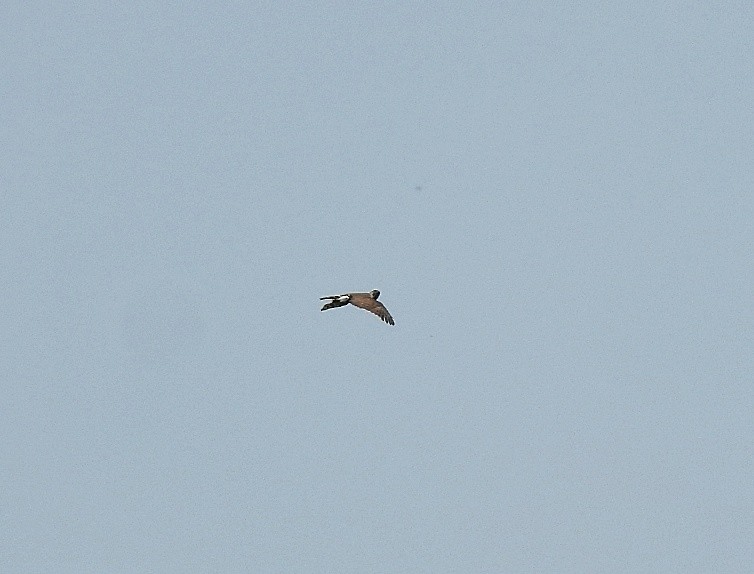 Crested Goshawk - ML576325471