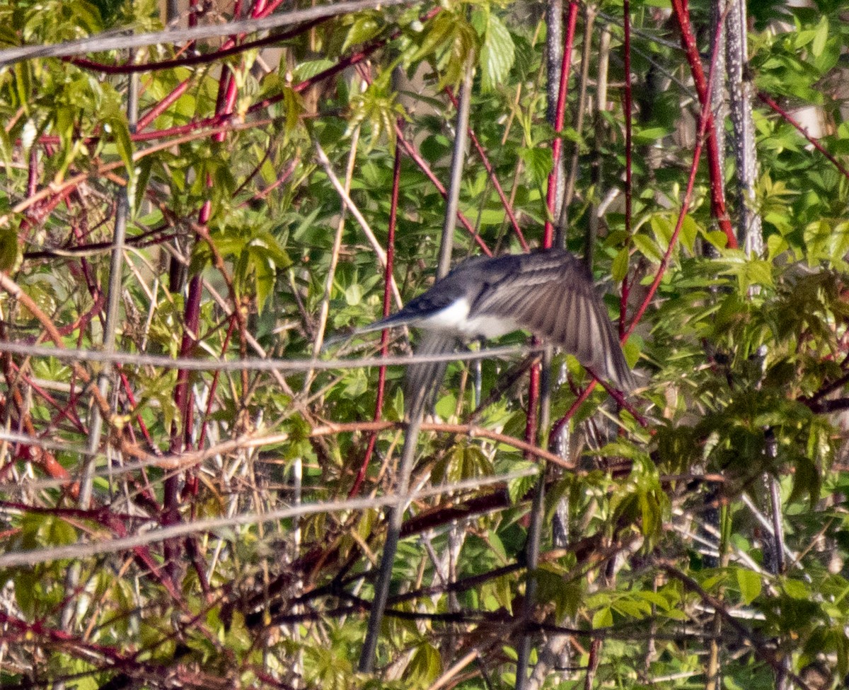 Eastern Kingbird - ML576325661