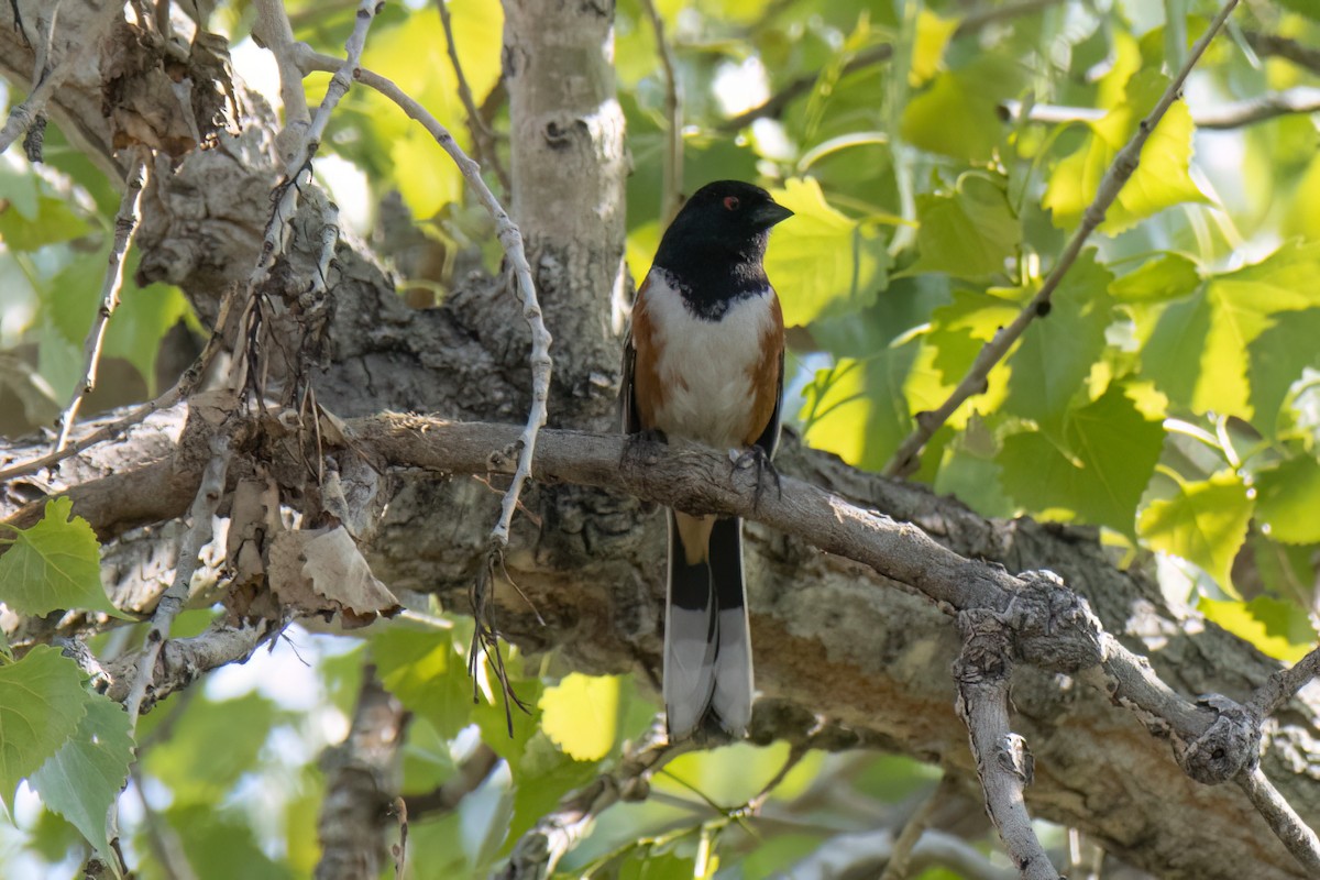 Spotted Towhee - ML576325711