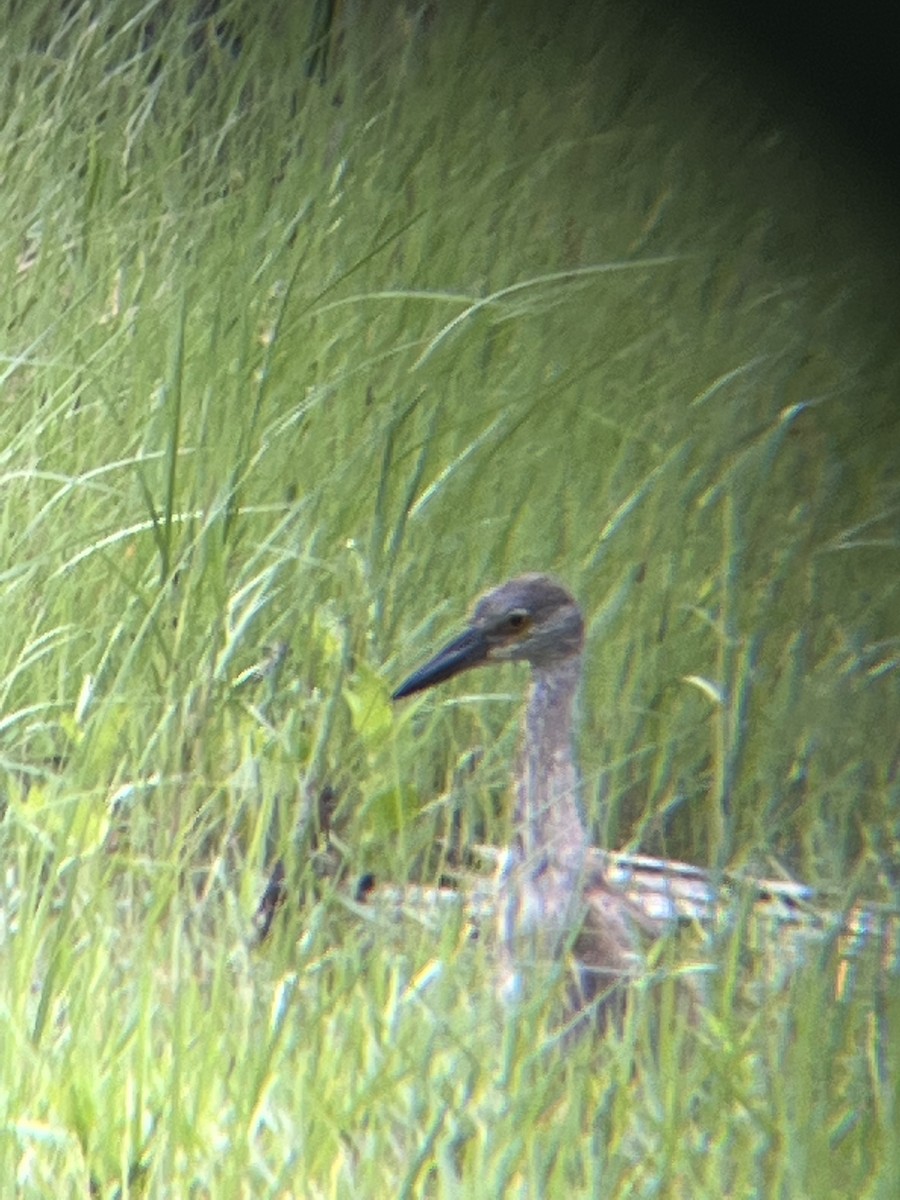 Yellow-crowned Night Heron - ML576326021