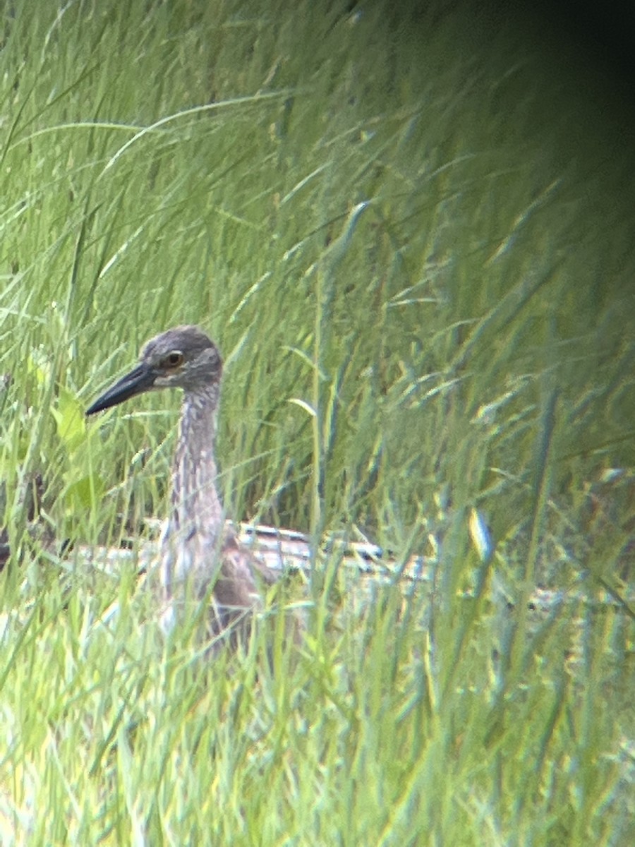 Yellow-crowned Night Heron - ML576326031