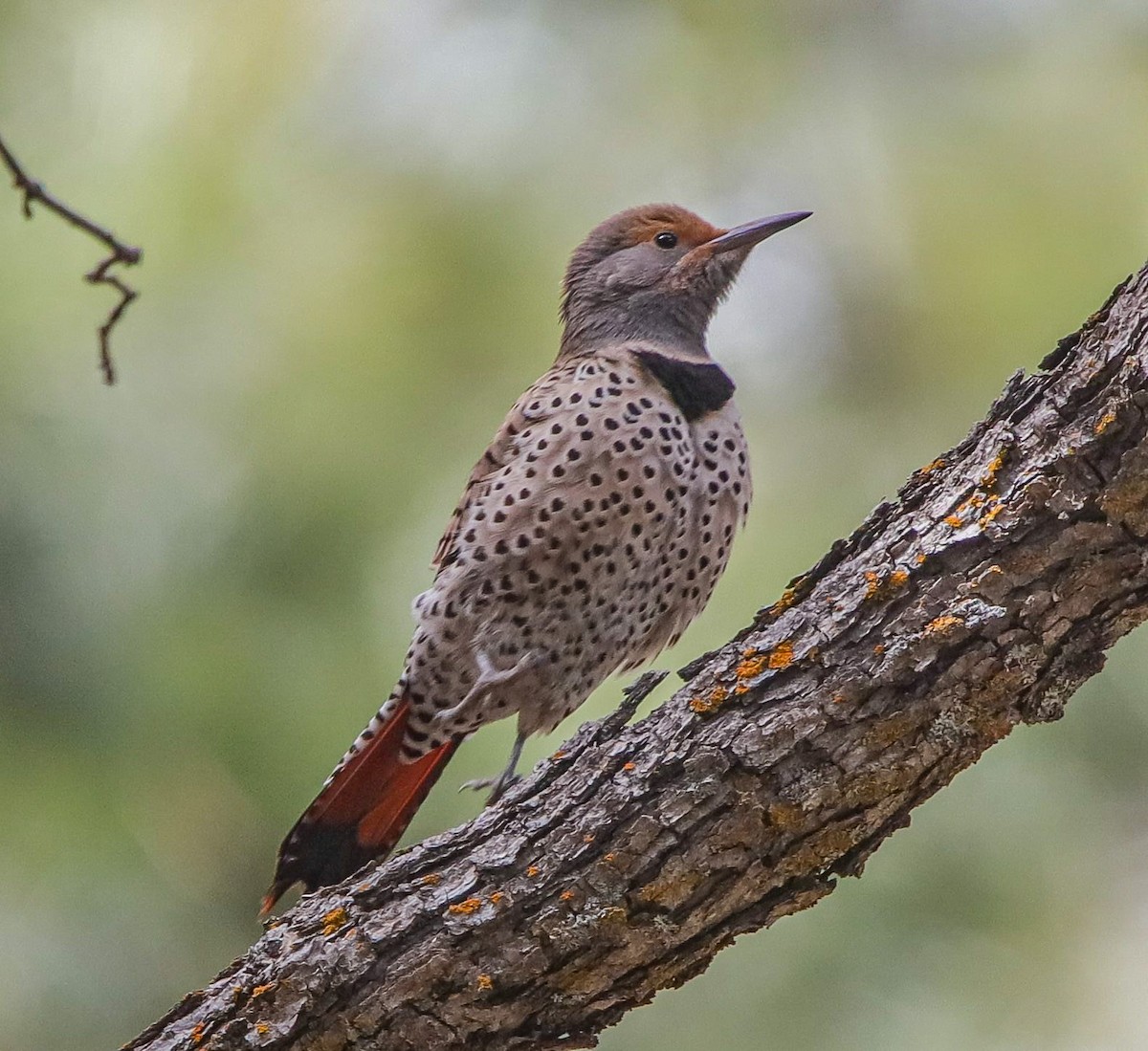 Northern Flicker - ML576326911