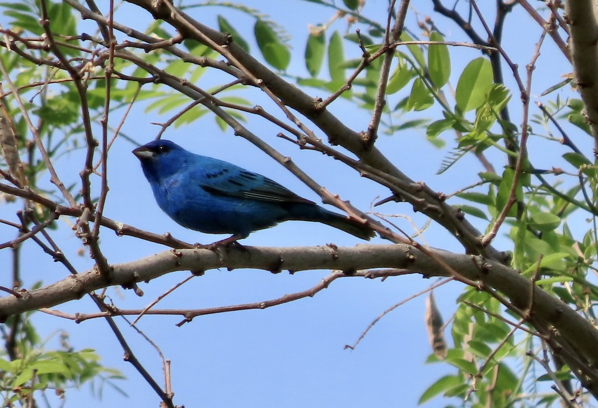 Indigo Bunting - Micky Louis