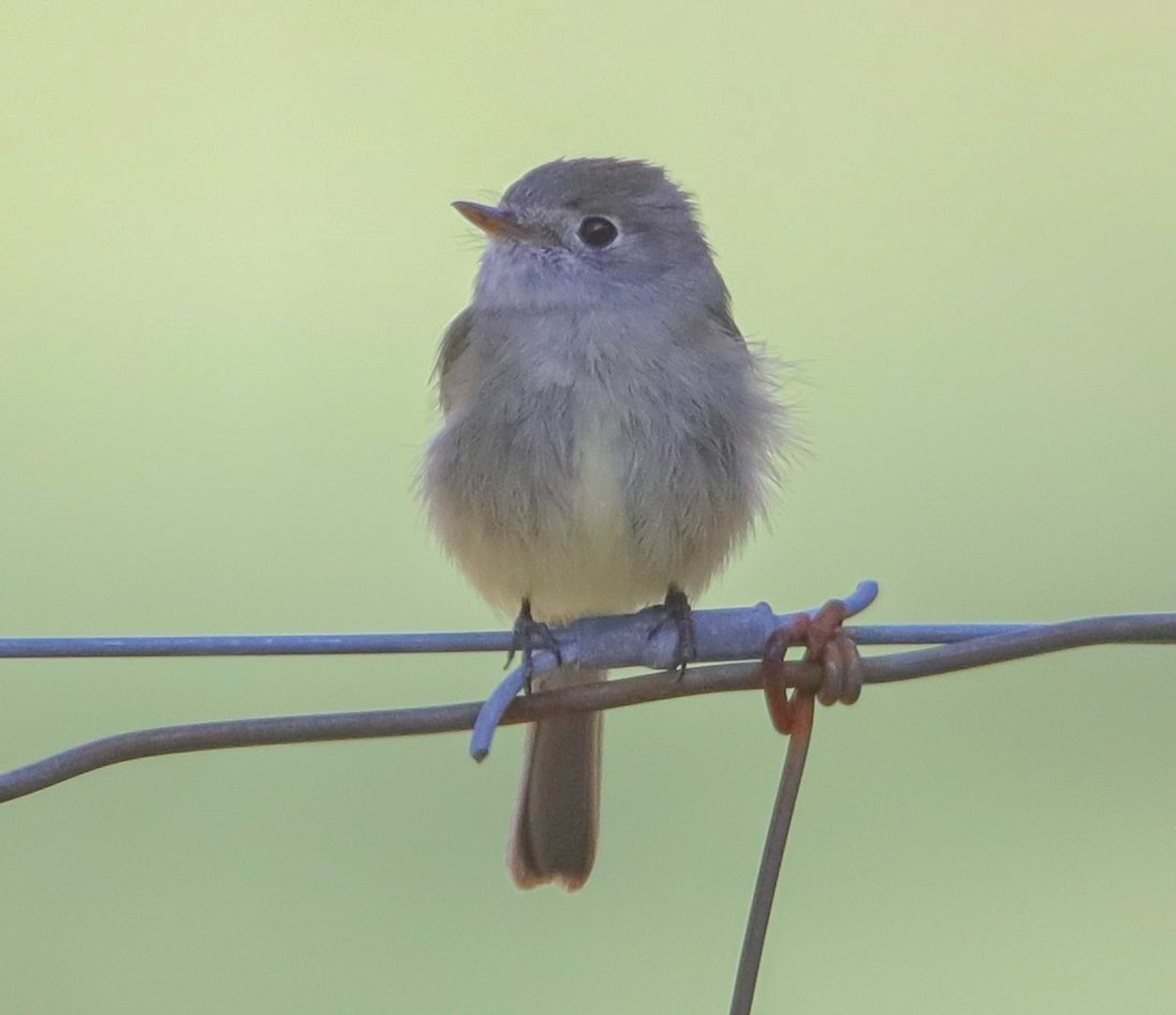 Dusky Flycatcher - ML576327111