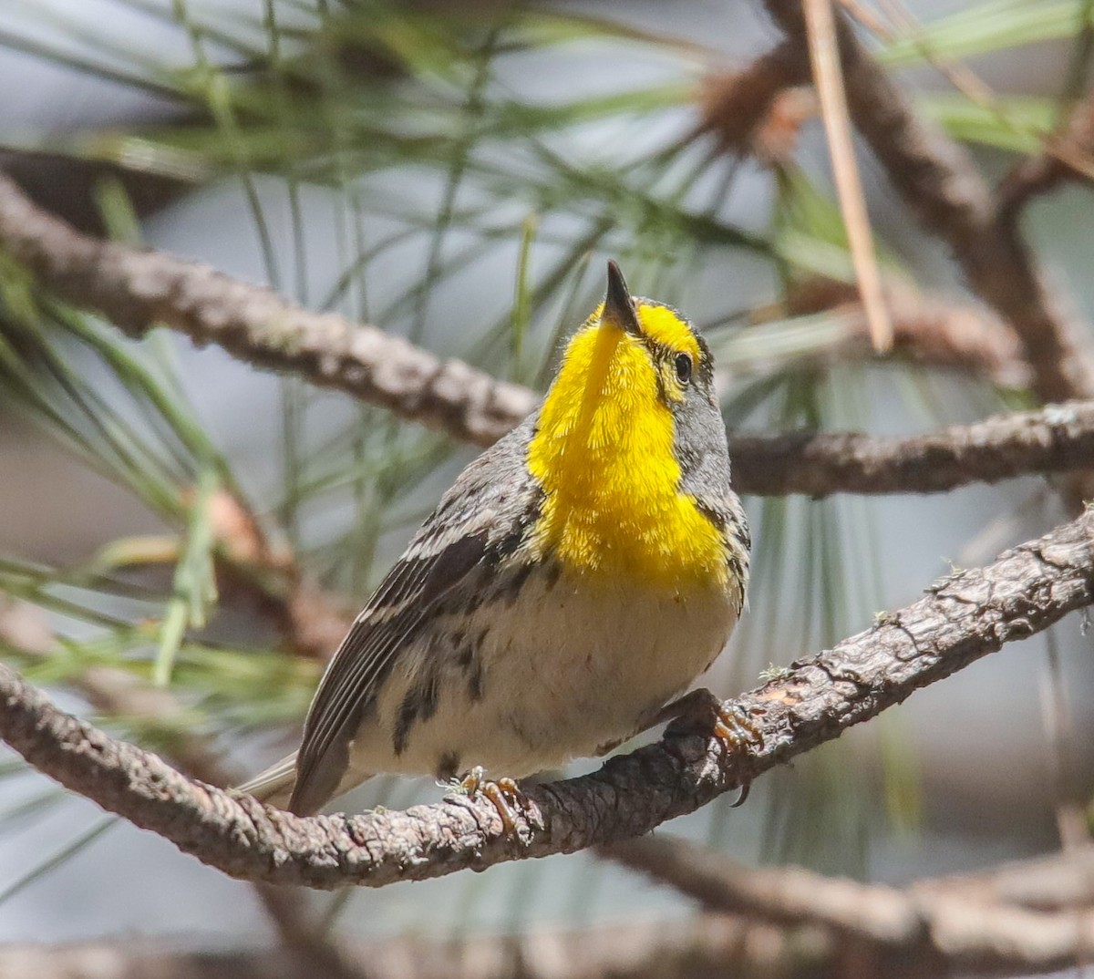 Grace's Warbler - ML576327251