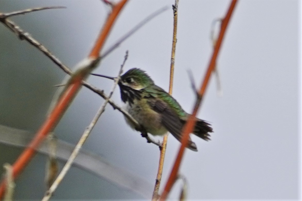 Calliope Hummingbird - ML576327331