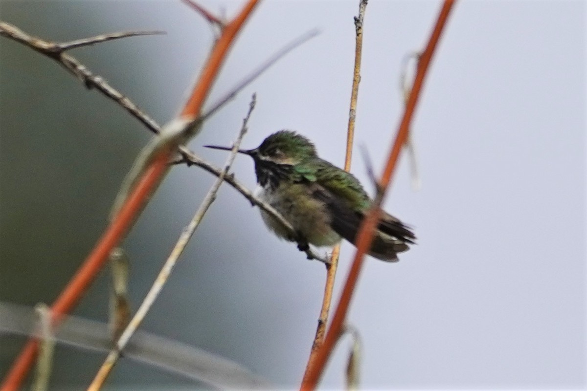 Calliope Hummingbird - ML576327631