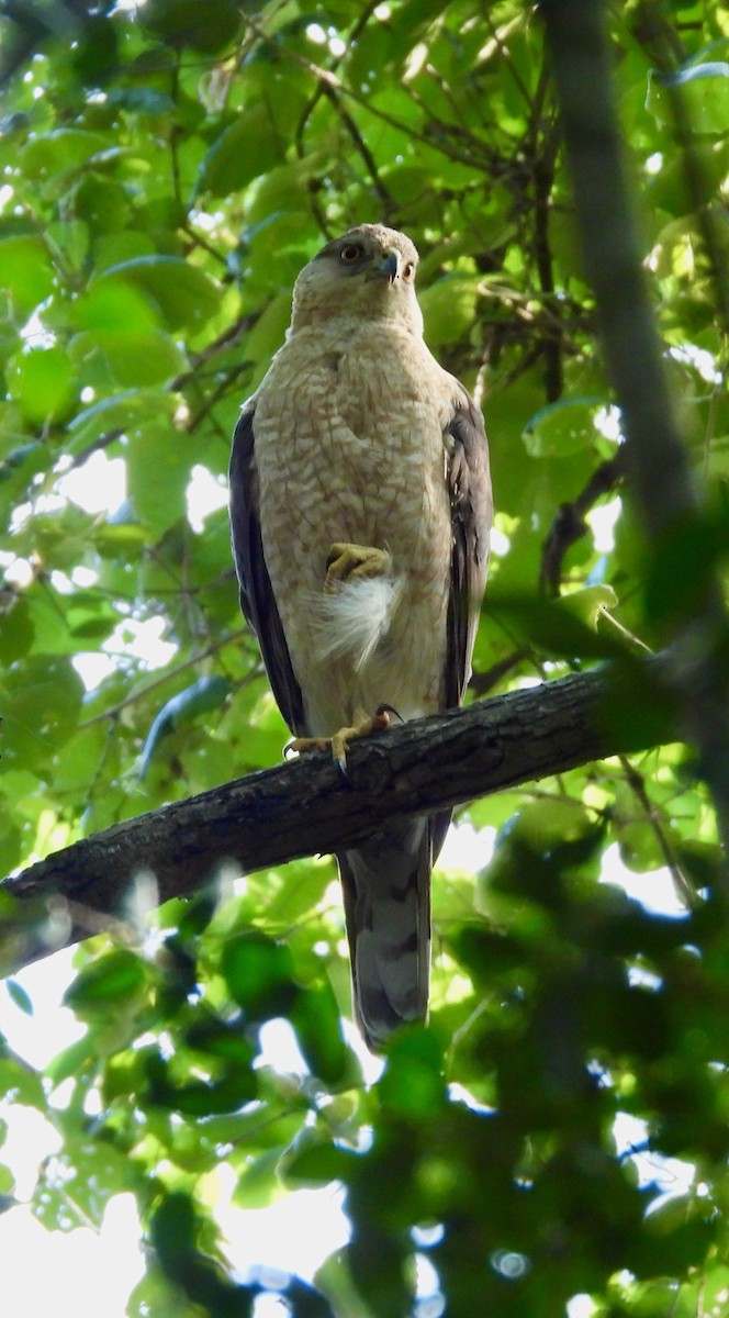 Cooper's Hawk - ML576327681