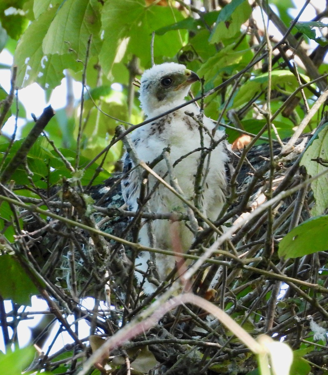 Cooper's Hawk - ML576327691