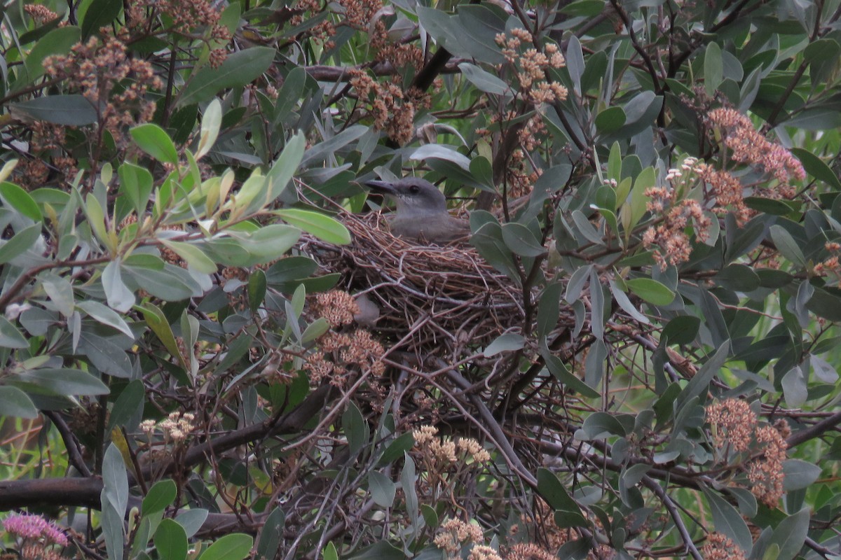 Tropical Kingbird - Manuel Roncal