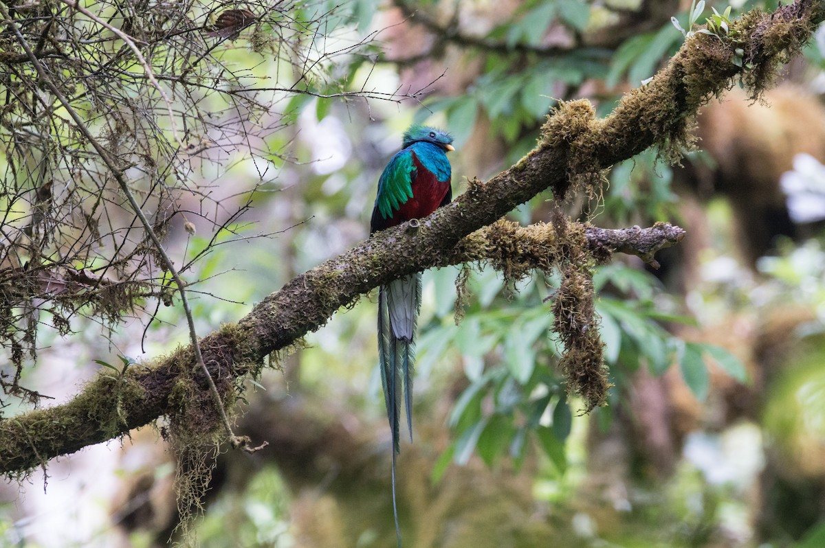 Resplendent Quetzal - Royvin  Gutierrez Matarrita