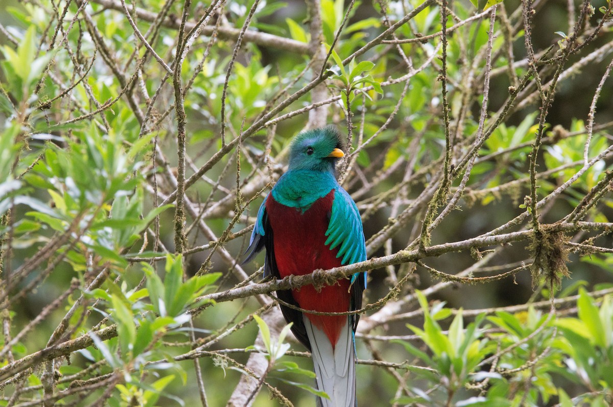 Resplendent Quetzal - Royvin  Gutierrez Matarrita