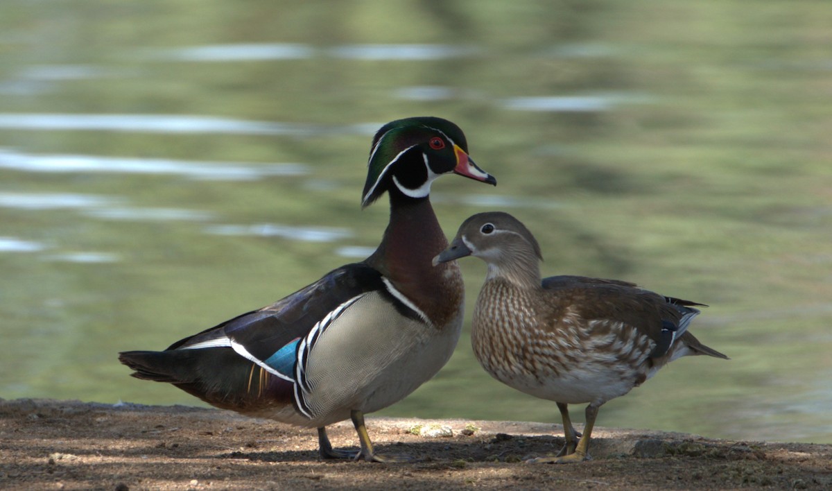 Canard mandarin - ML576328661