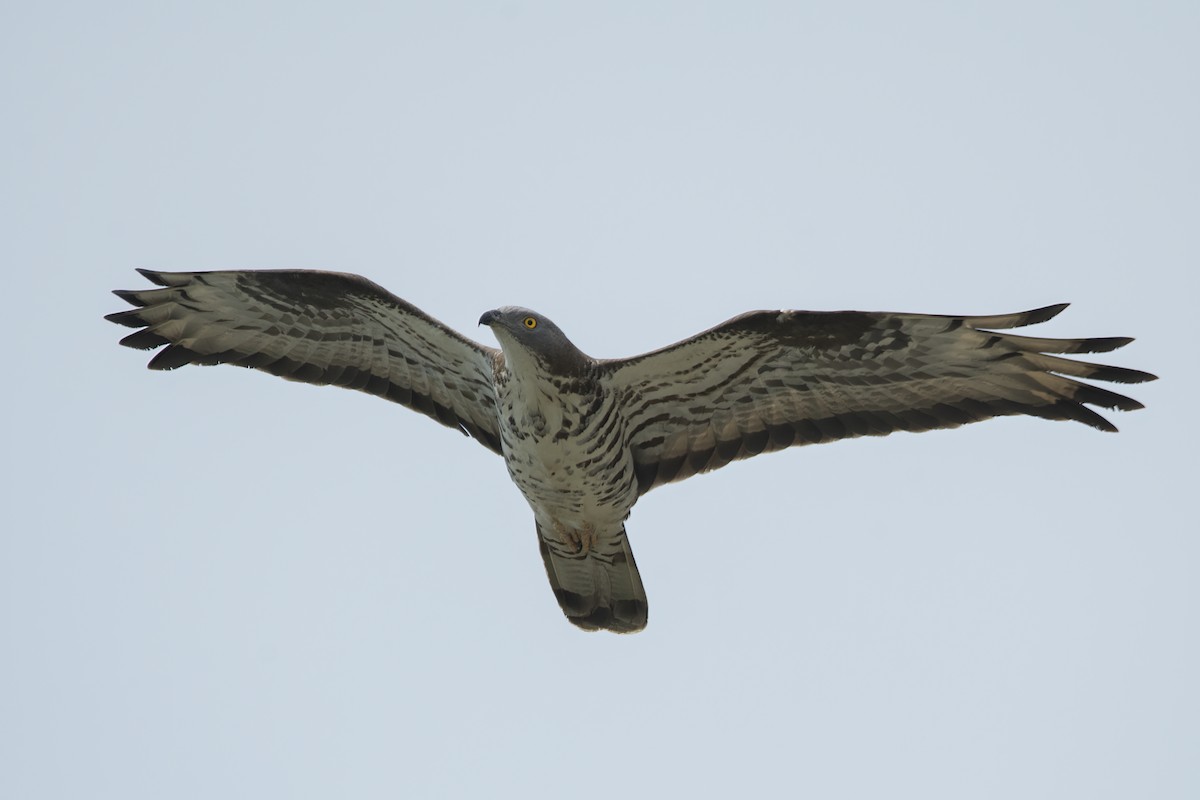 European Honey-buzzard - Miguel Vallespir Castello