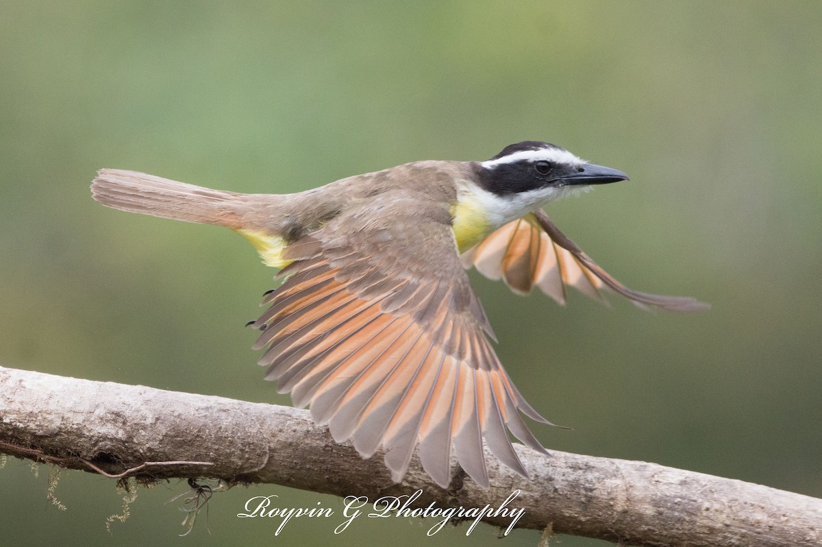 Great Kiskadee - Royvin  Gutierrez Matarrita