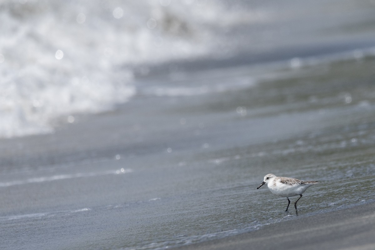 Sanderling - ML576330361