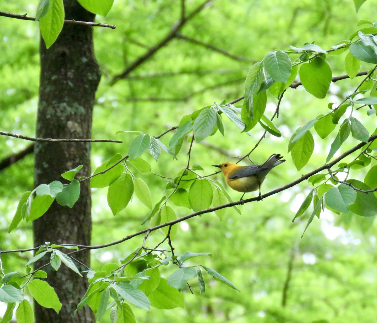 Prothonotary Warbler - ML576330691
