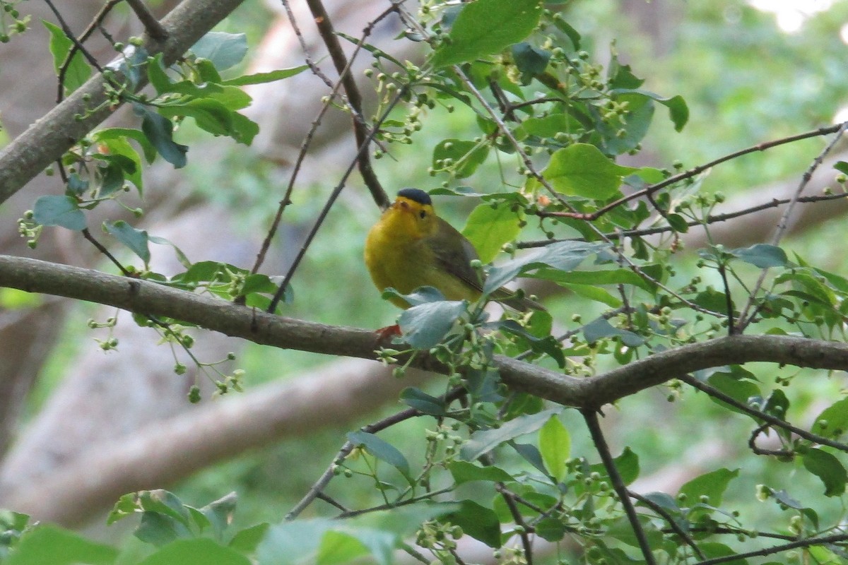 Wilson's Warbler - Charles Avenengo