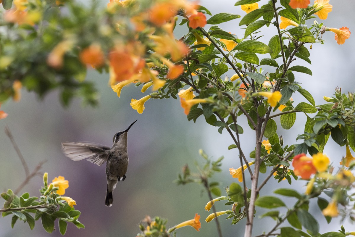 Coppery Emerald - ML576332381