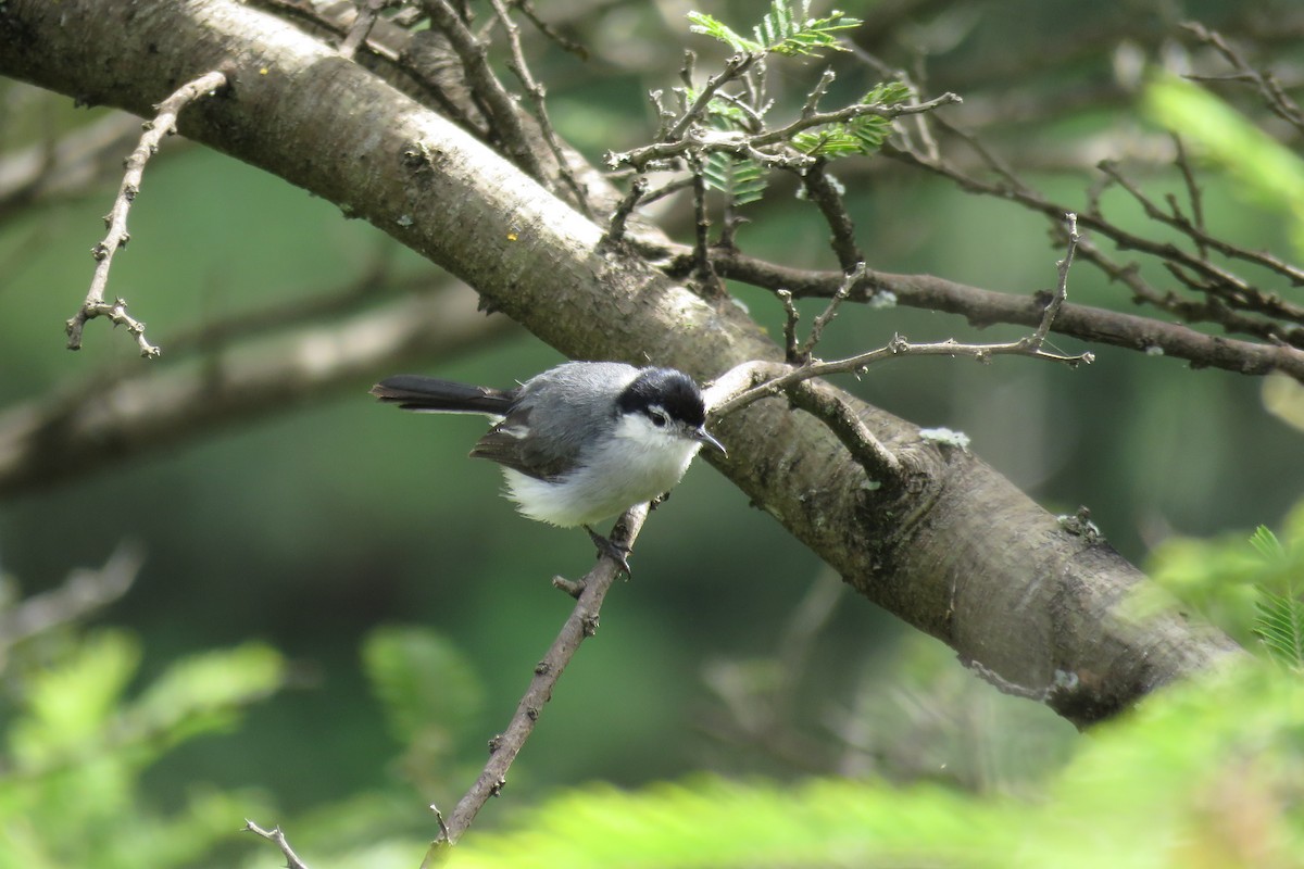 Tropical Gnatcatcher - Manuel Roncal