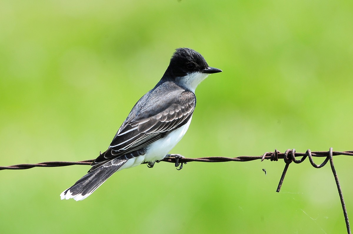 Eastern Kingbird - ML576332851