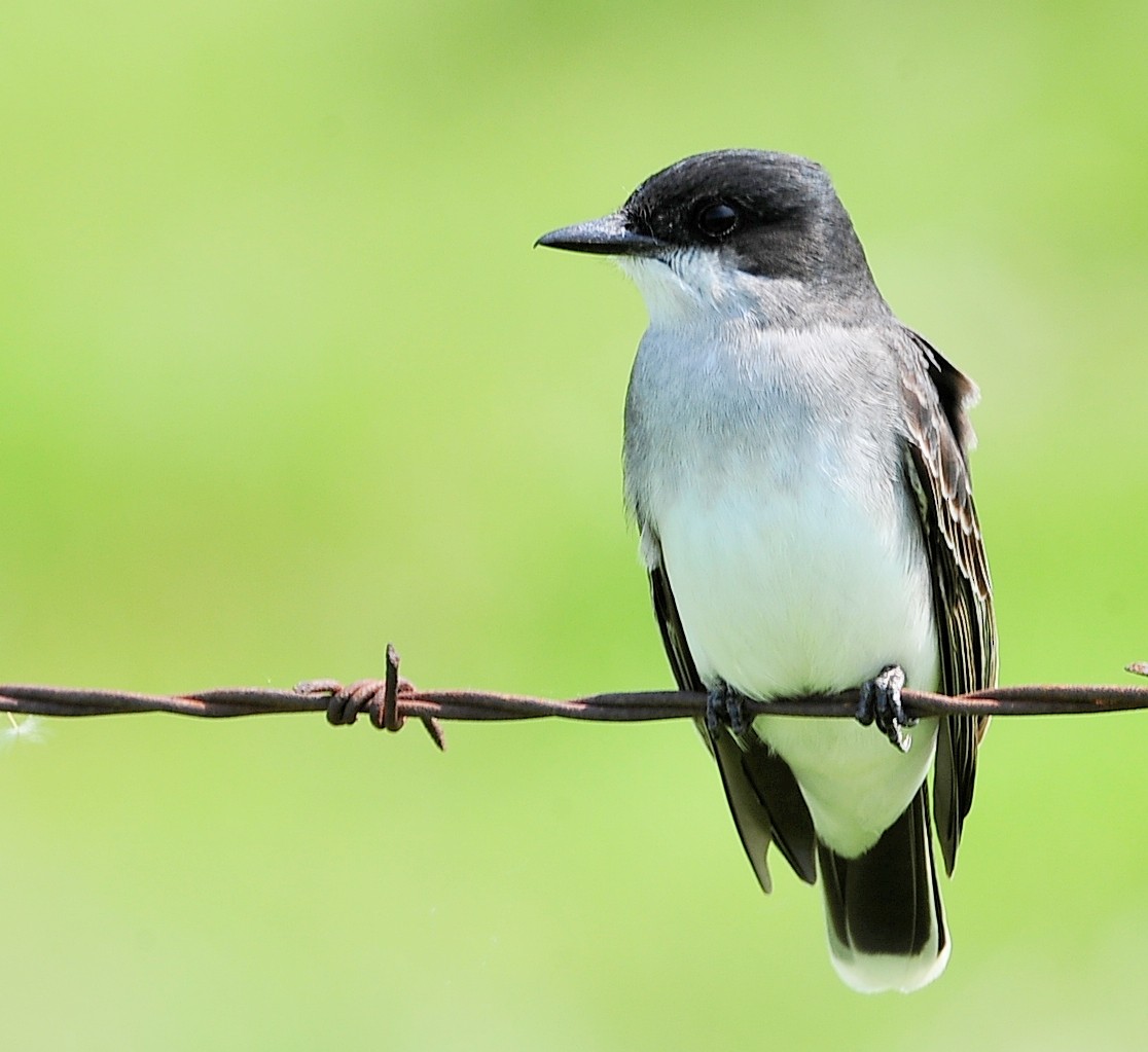 Eastern Kingbird - ML576332881