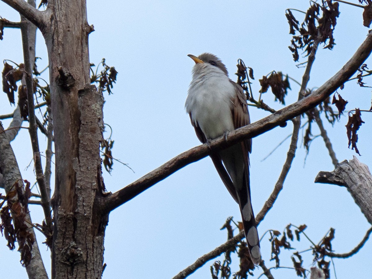 Yellow-billed Cuckoo - ML576333321