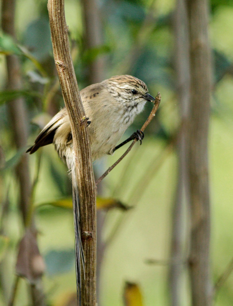 Plain-mantled Tit-Spinetail - jesus  enrique