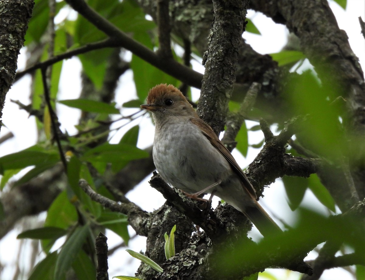 Russet Nightingale-Thrush - ML576334291