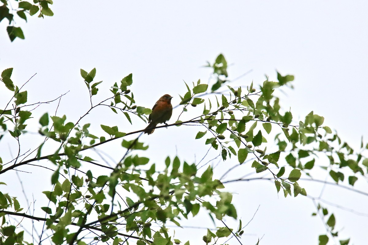 Gartentrupial - ML576334471