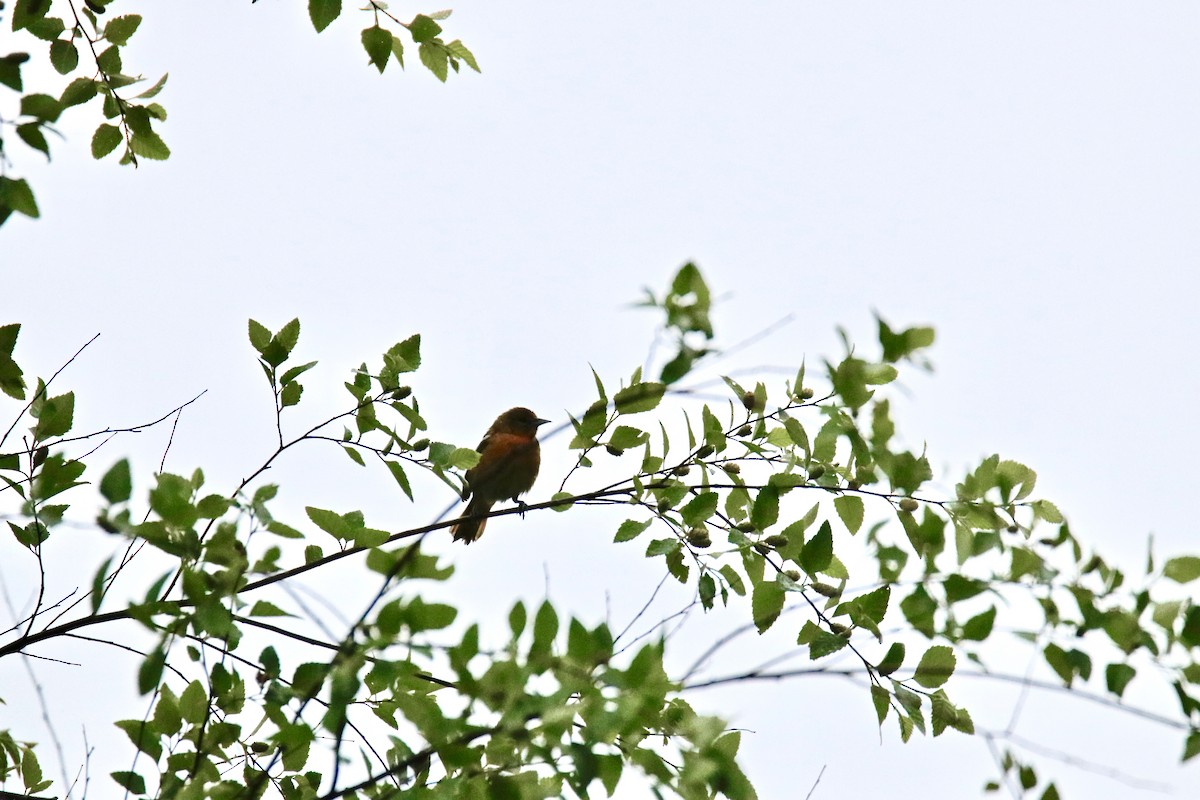 Gartentrupial - ML576334481