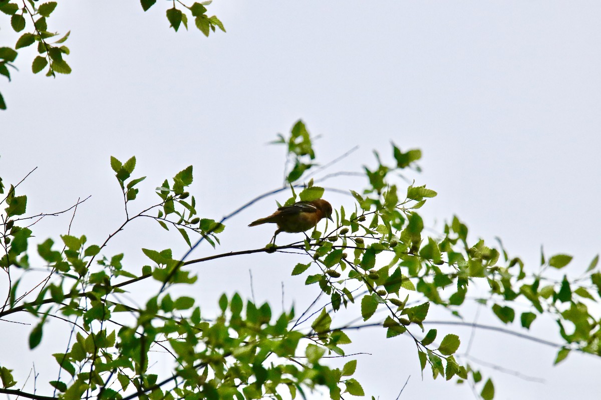 Gartentrupial - ML576334491