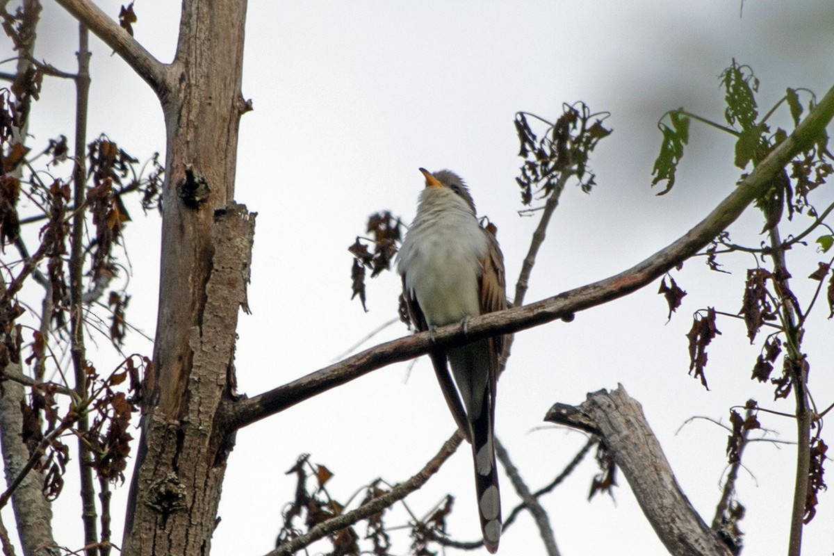 Yellow-billed Cuckoo - ML576334871