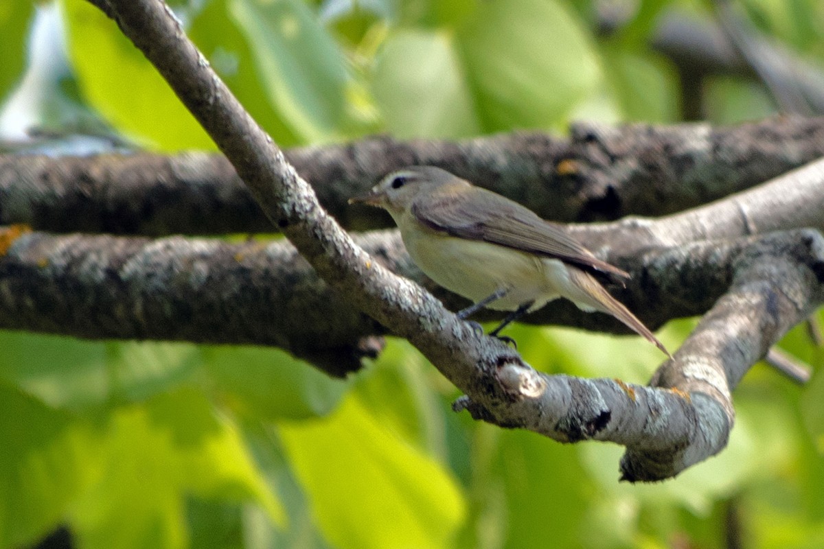 Warbling Vireo - ML576335631
