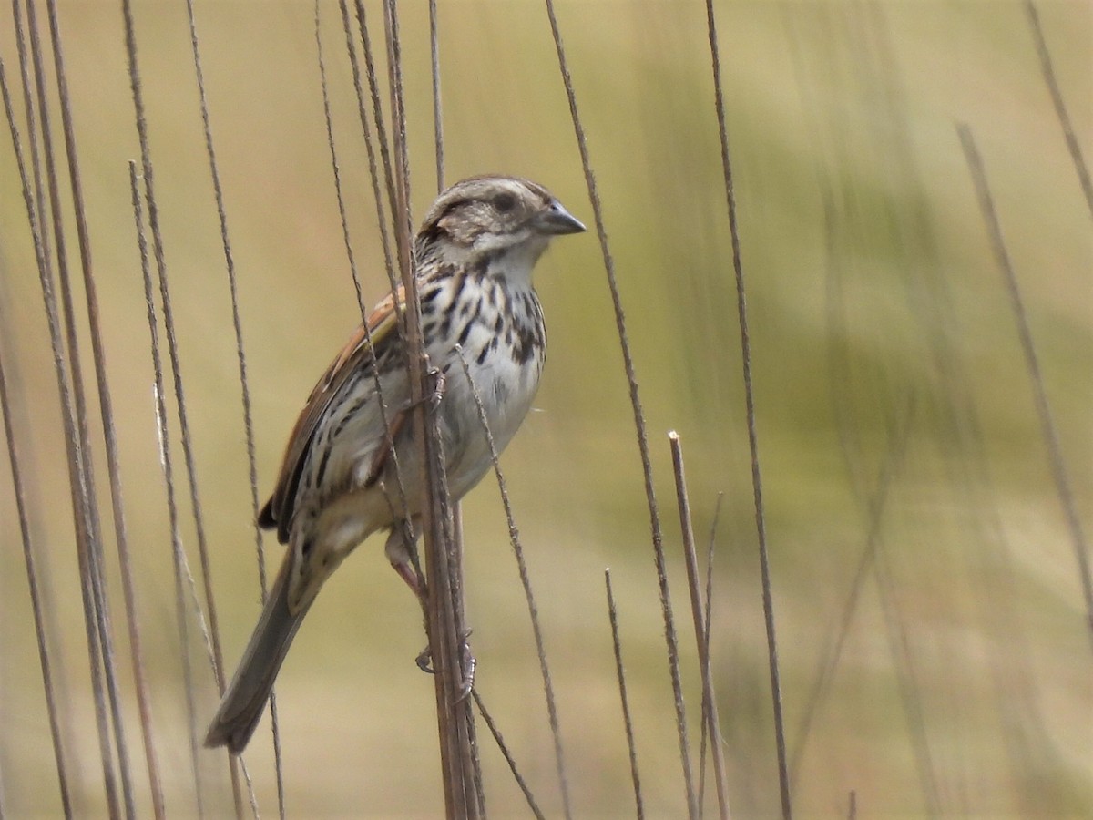 Sierra Madre Sparrow - Carlos Mancera (Tuxtla Birding Club)