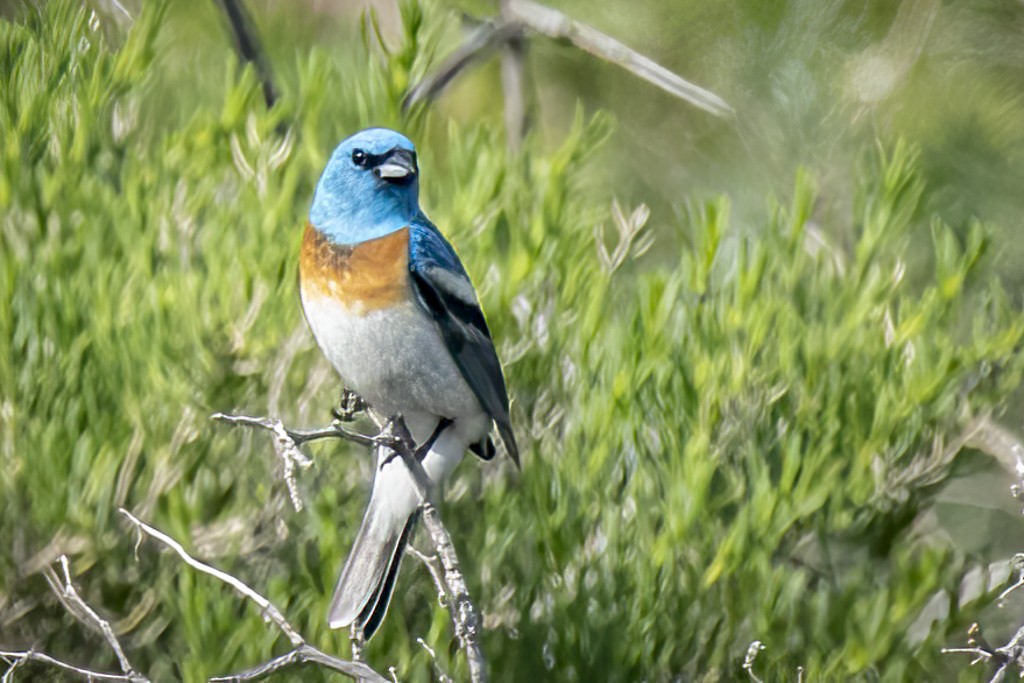 Lazuli Bunting - John Richards