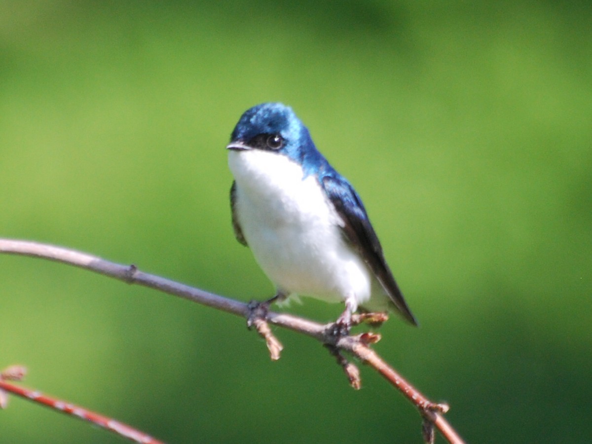 Tree Swallow - ML576336861