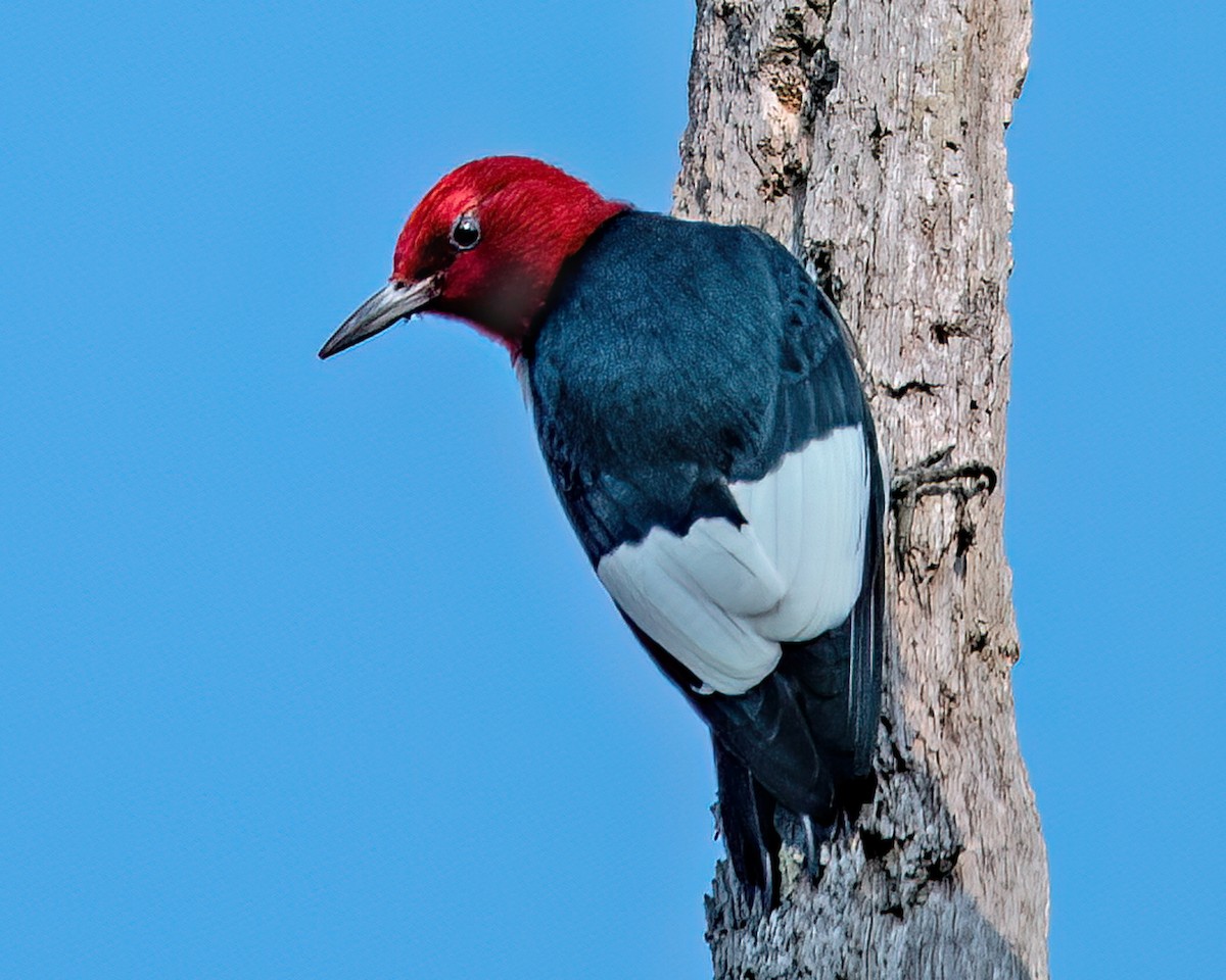 Red-headed Woodpecker - Mike Krampitz