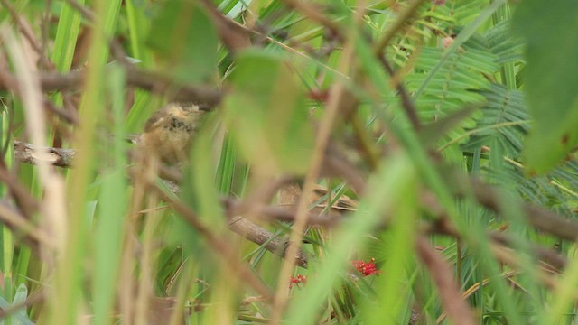 Rusty-collared Seedeater - ML576340521