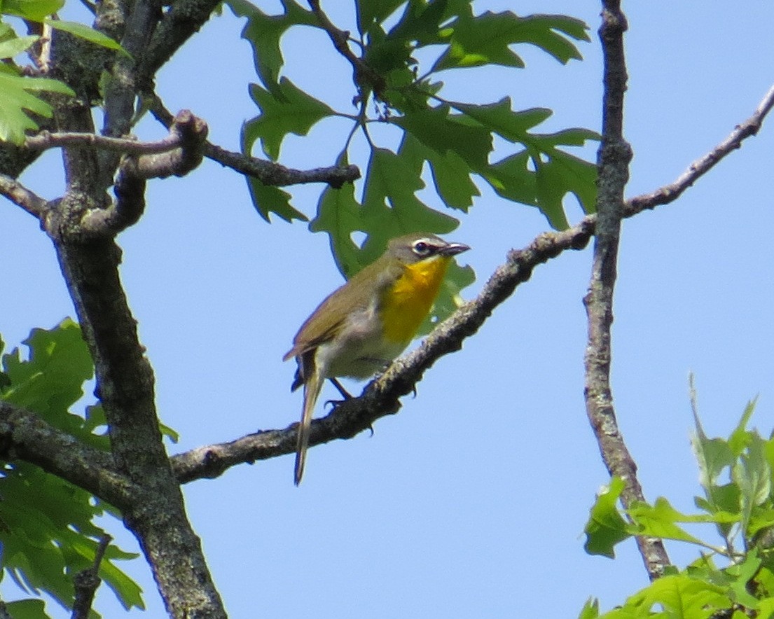 Yellow-breasted Chat - ML576340651