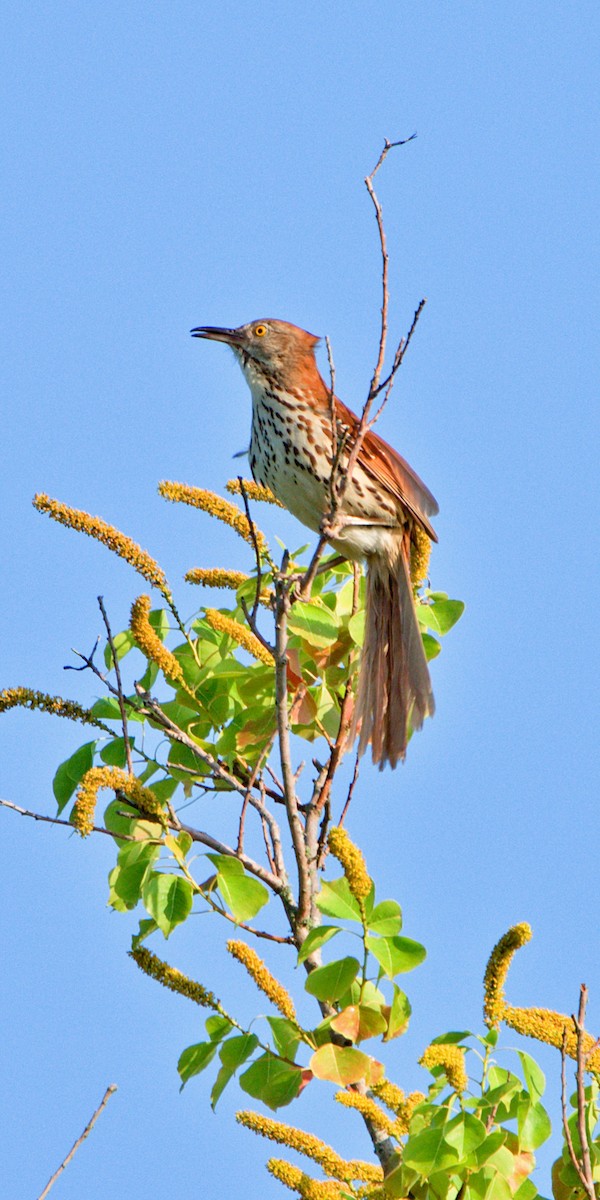 Brown Thrasher - ML576340681